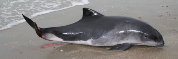 SOSDolfijn Profile Banner