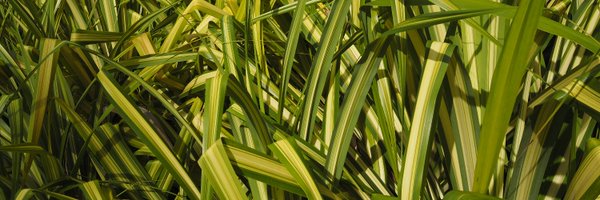joepenney Profile Banner