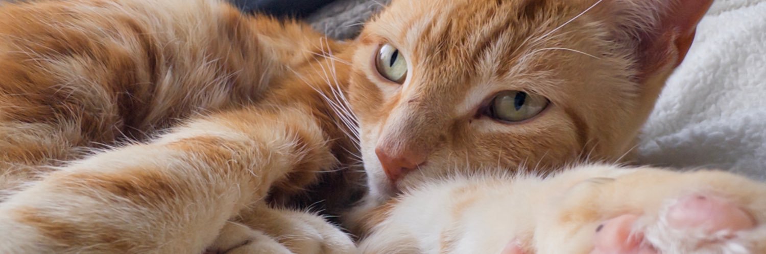 dale yearnhardt banner