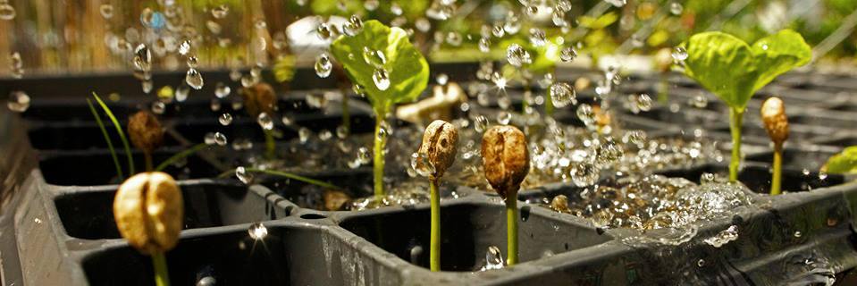 Texas Coffee Traders banner