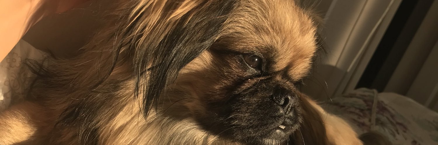 gulguzelii_'s profile banner image