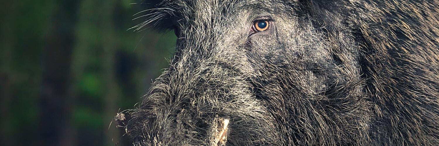 The Real Boar banner