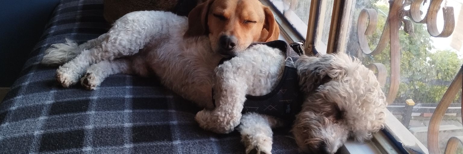 dianacacais's profile banner image