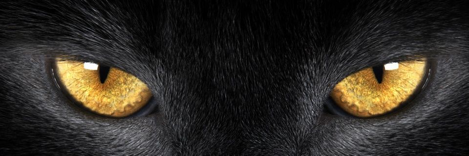 pagamore's profile banner image