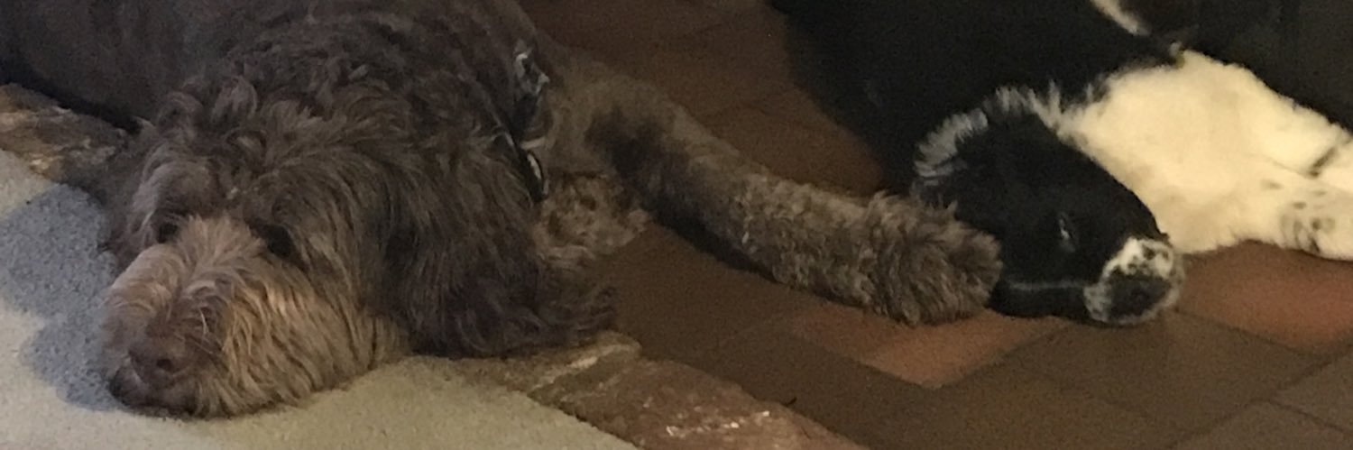 Dany Bell 💙 also on bluesky banner