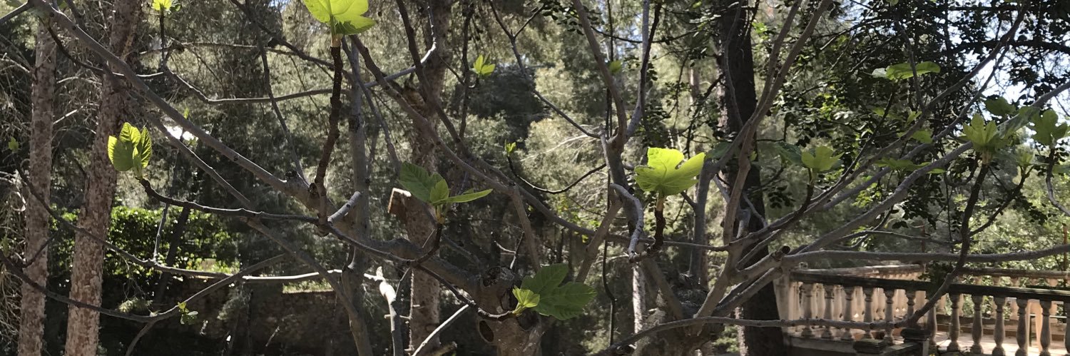 mlocancarix's profile banner image