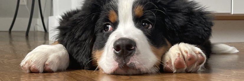 Jeff Shanahan banner