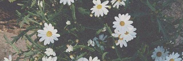 brigitteht's profile banner image