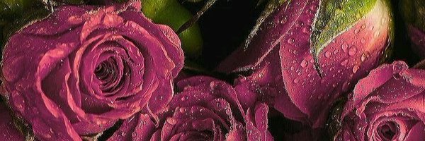 tima Profile Banner