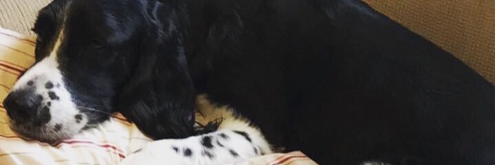 djCallieD's profile banner image