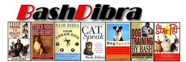 BashDibra's profile banner image