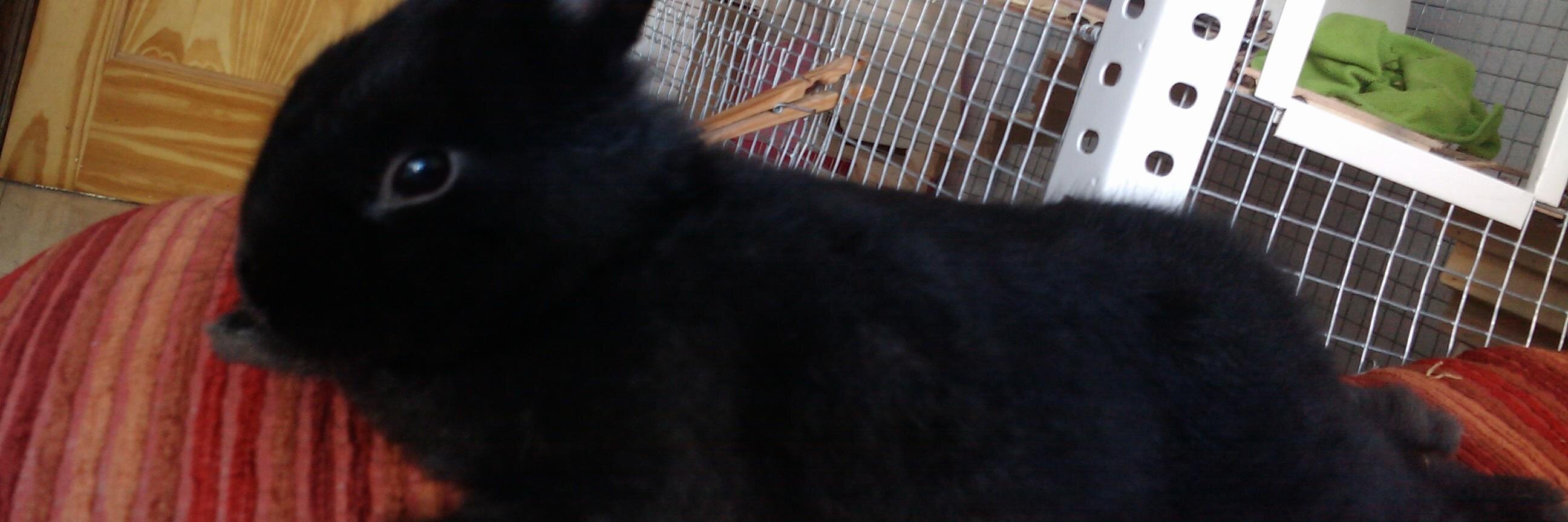 conejo 🐇🐰🤖 @conejo@social.tinygo.org banner