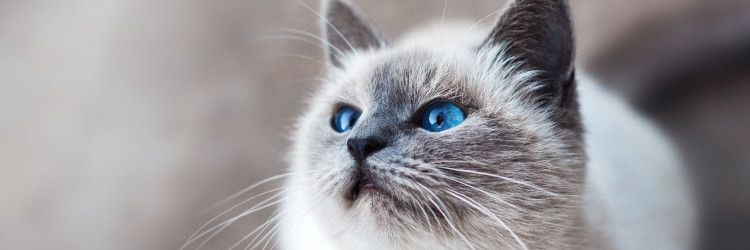 PETDEPOTtweets's profile banner image