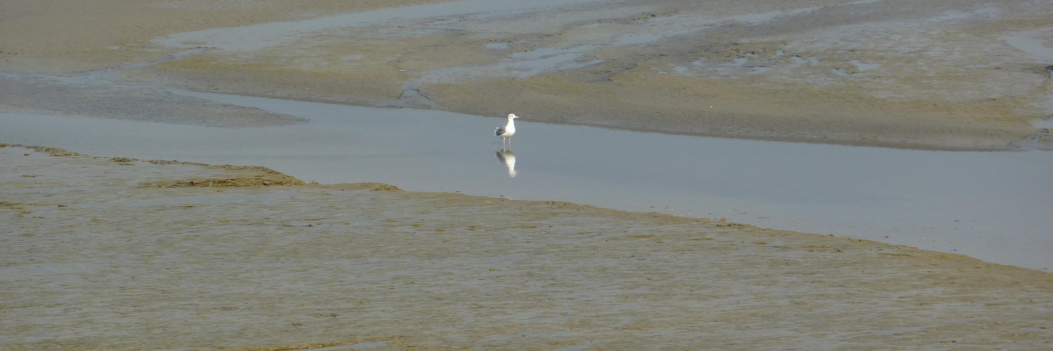 Fabienne G🐘🦏 banner