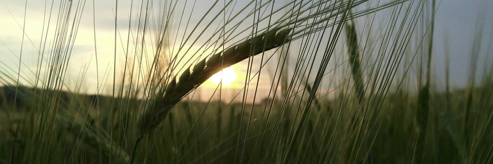 FourStarFarms's profile banner image