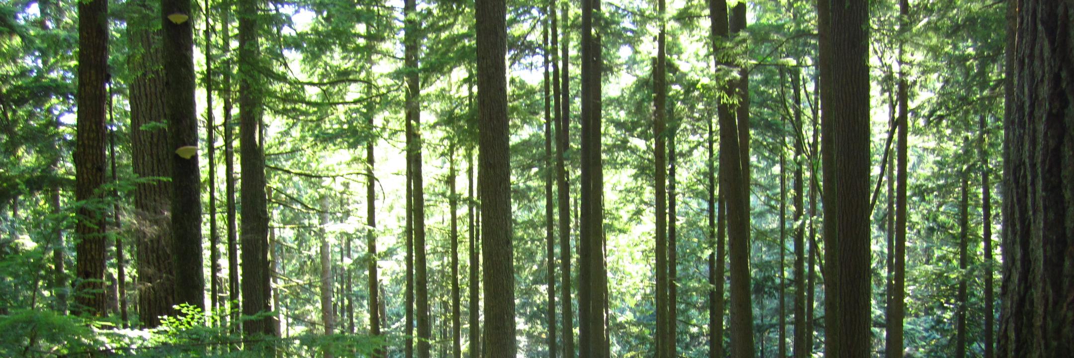 Mariana Rangel banner