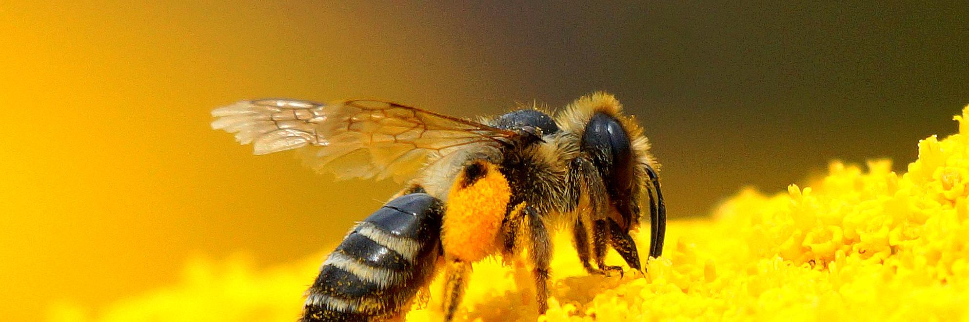 Steve Maskell banner