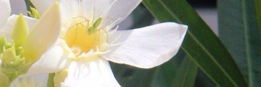 **** banner