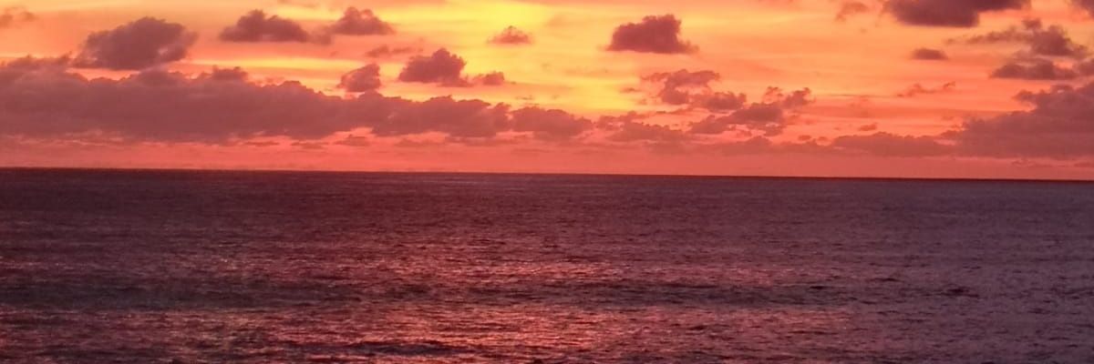 Dr Sofia Collignon banner