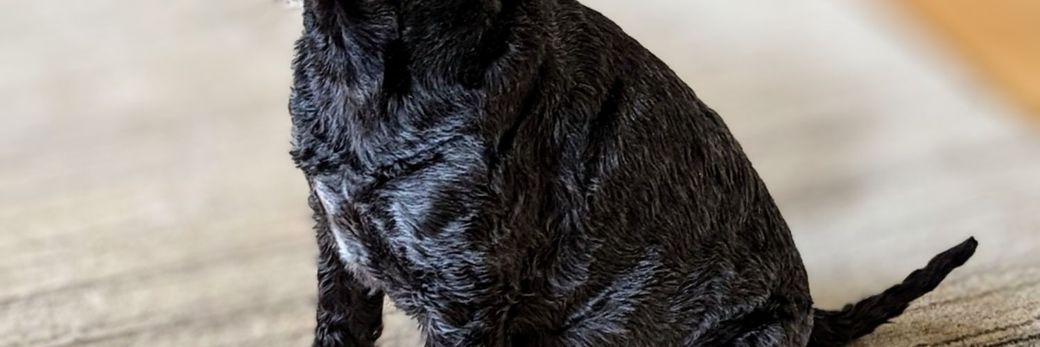 1woodcol's profile banner image