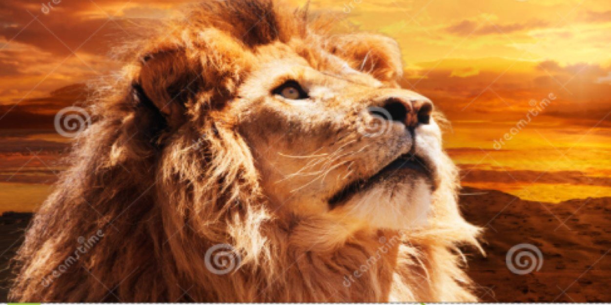 BigCatsBrother's profile banner image