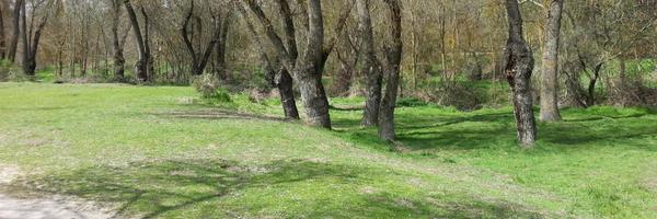 lobatez Profile Banner