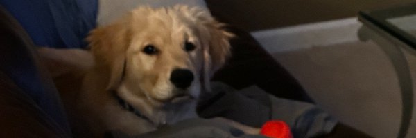 SpursNBeavs Profile Banner