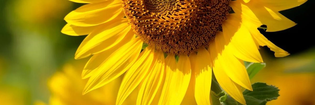 LaydiTee's profile banner image