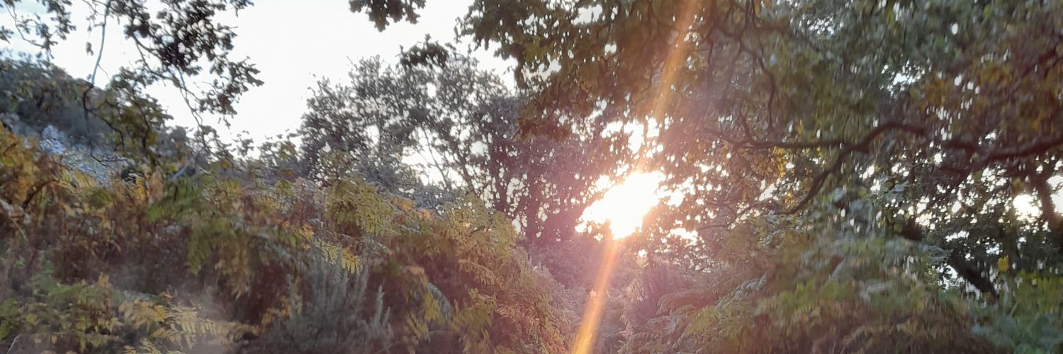 conorprento's profile banner image
