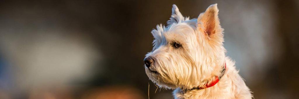 A1Grooming's profile banner image