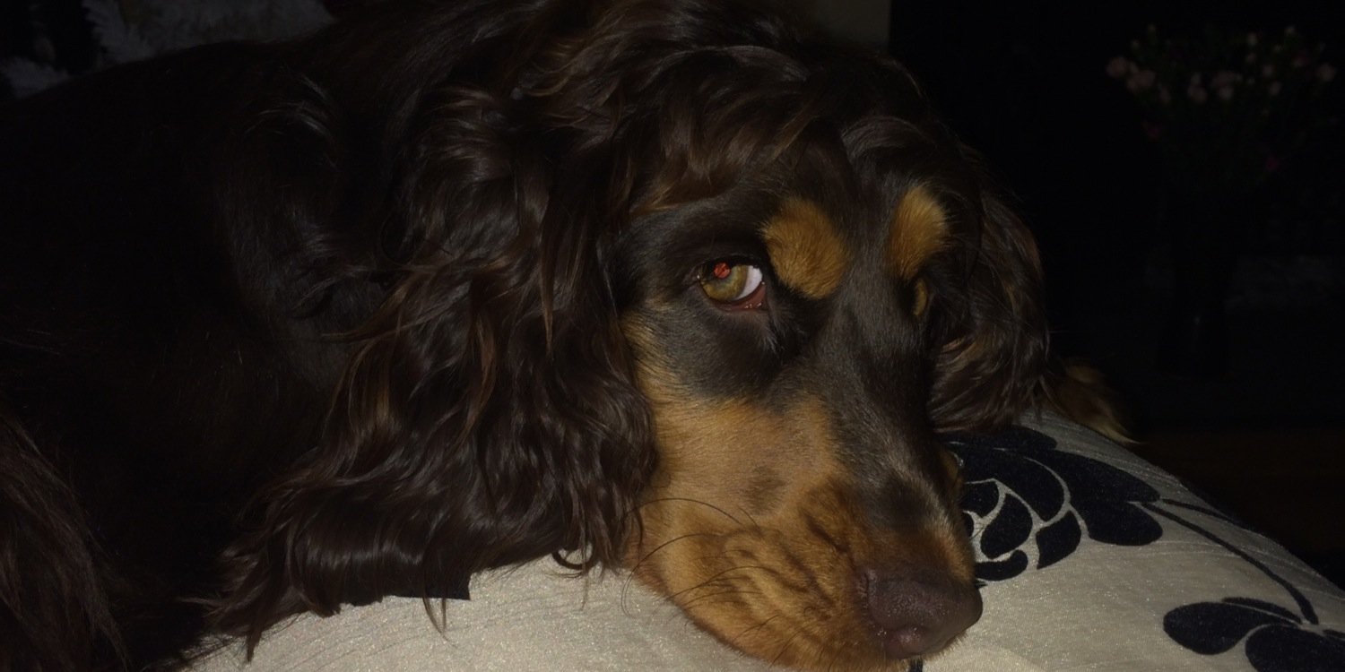 PlutoSpaniel's profile banner image