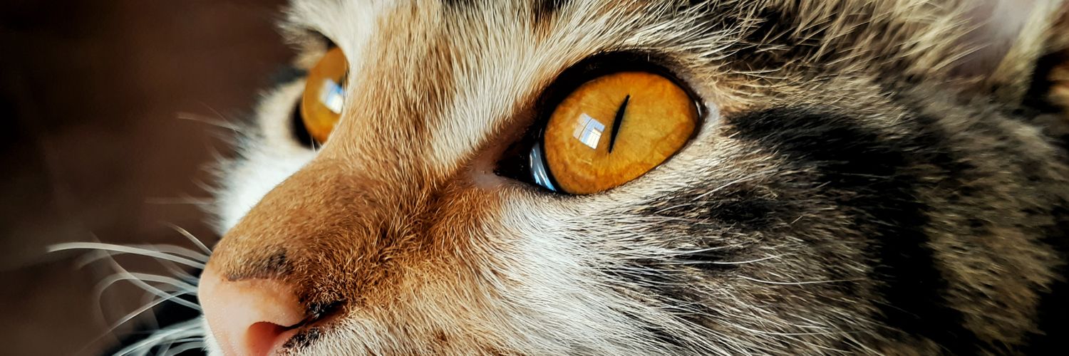 Nickyasz's profile banner image