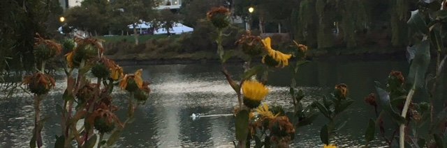 Now at @mas.to@gvelez17 or @goldavelez.org bsky banner