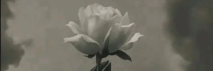 TarsyHT's profile banner image