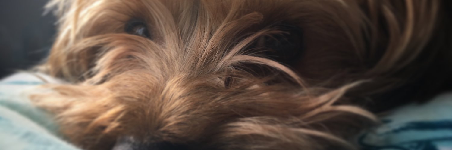 jodiech_'s profile banner image