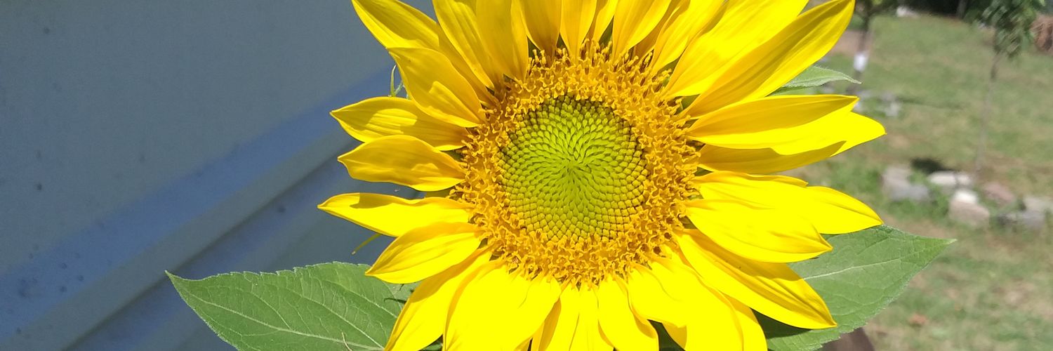 rominacoli's profile banner image