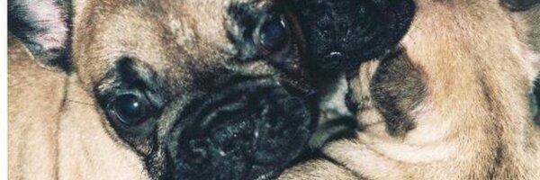 harry_carr Profile Banner