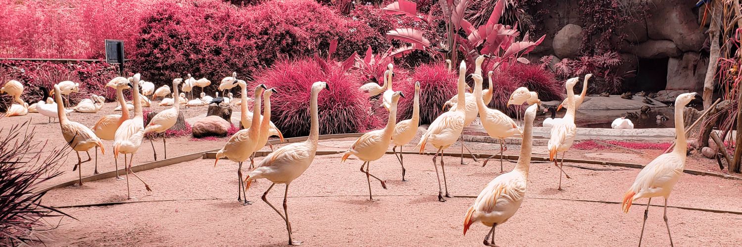 the girl with the dragon familiar banner