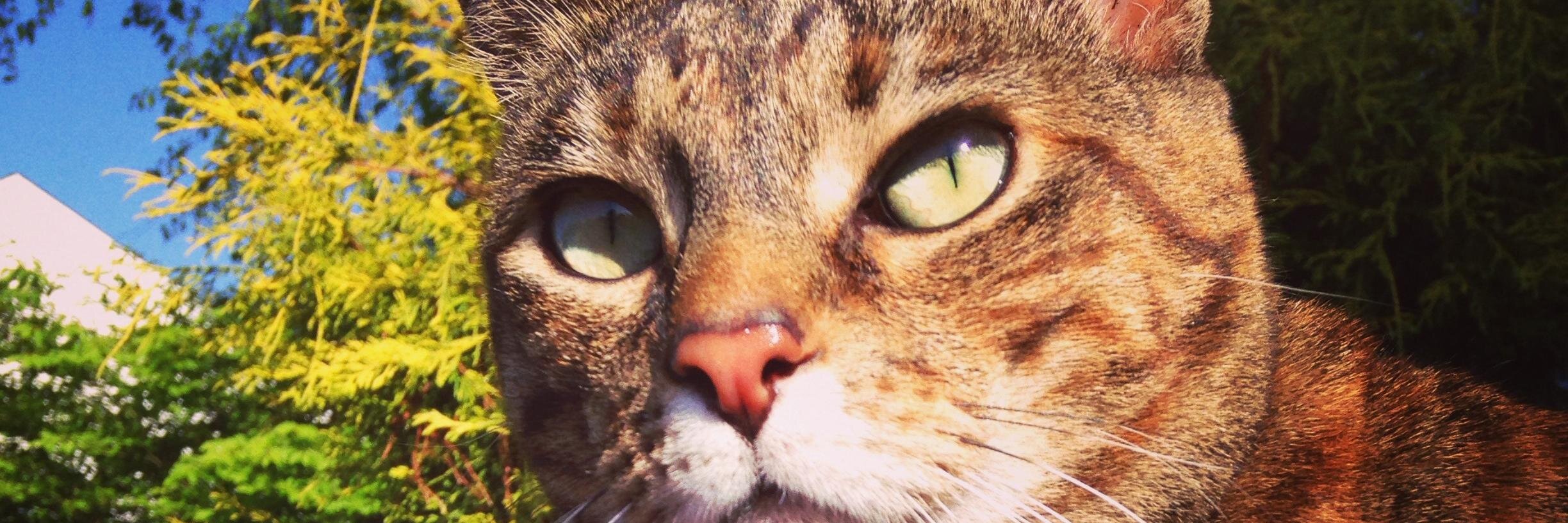 thecatFender's profile banner image