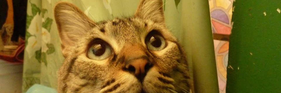 MriaSony's profile banner image