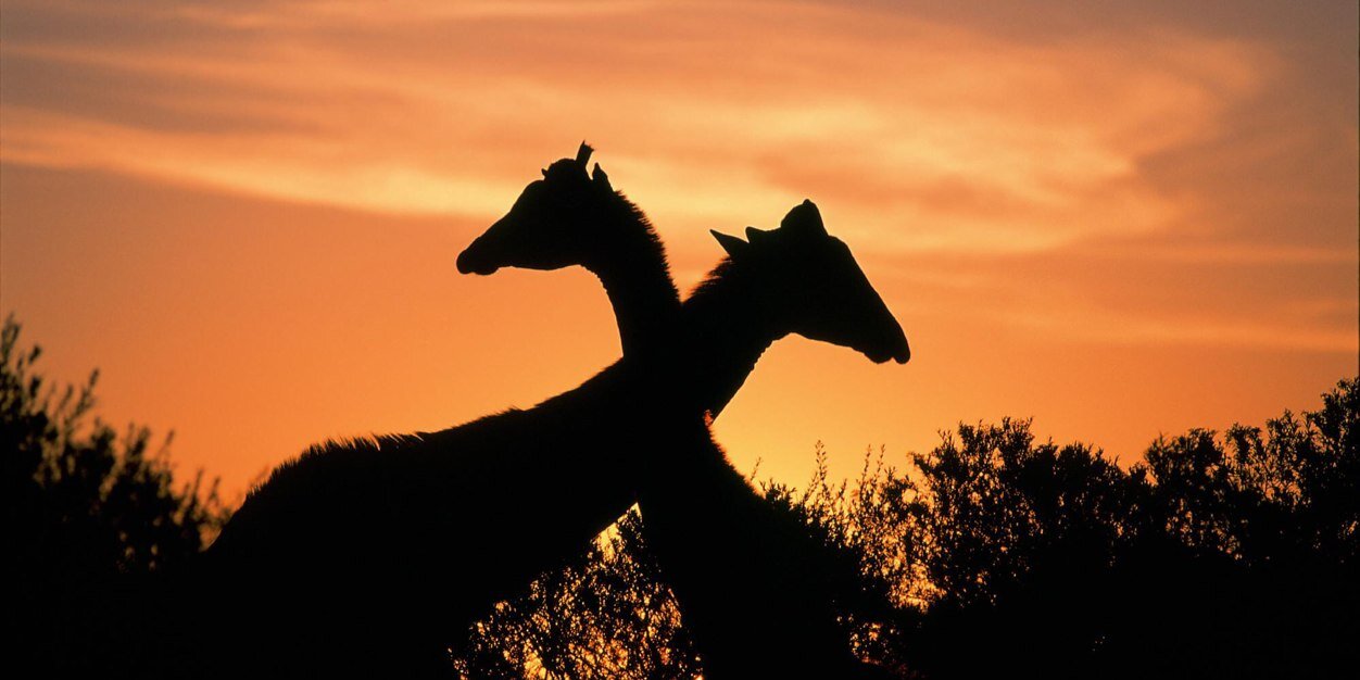 a__africans's profile banner image