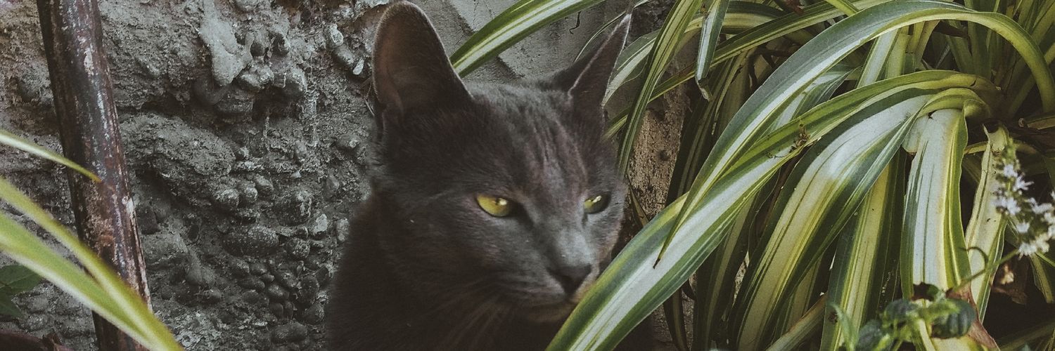 sofiaa_correa's profile banner image