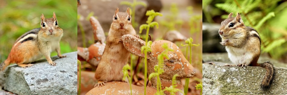 ChipmunkCafe's profile banner image