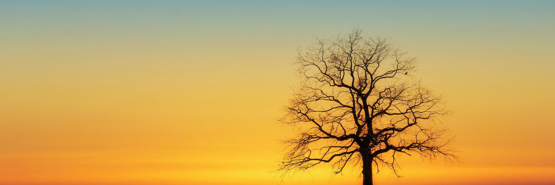 El //Chiripitijas// banner
