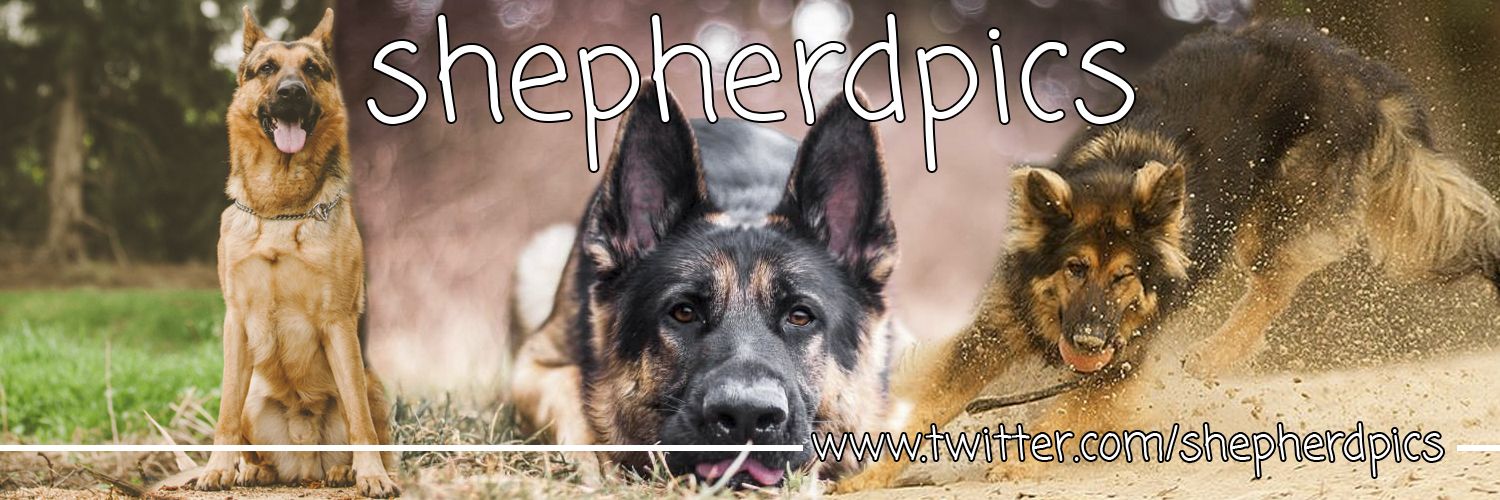 German Shepherds banner