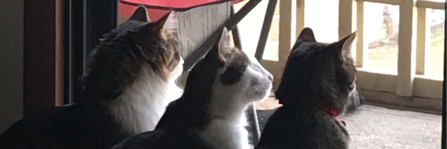 KScheeba's profile banner image