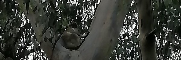 peboo7 Profile Banner