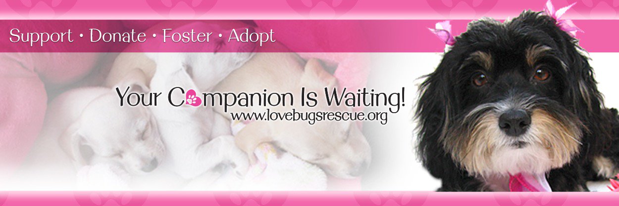 LovebugsRescue's profile banner image