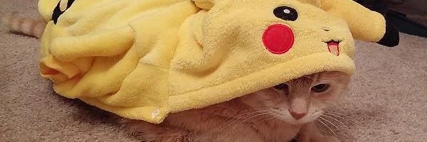 sammy banner