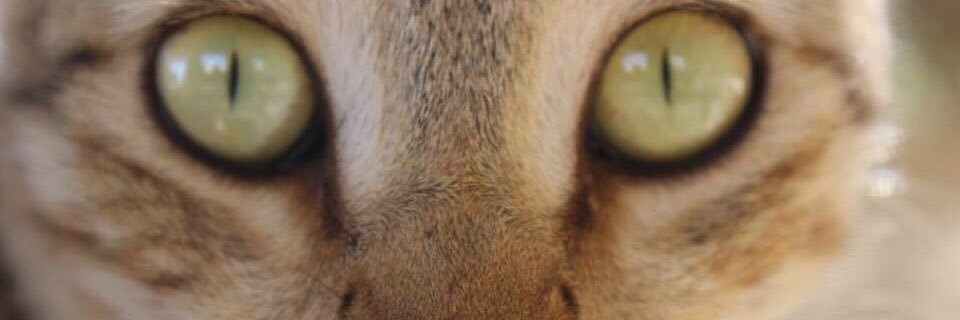 ItsFreeeks's profile banner image